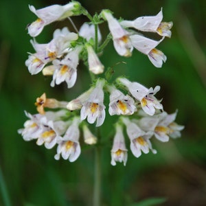 Penstemon pallidus - Pale Beardtongue seed