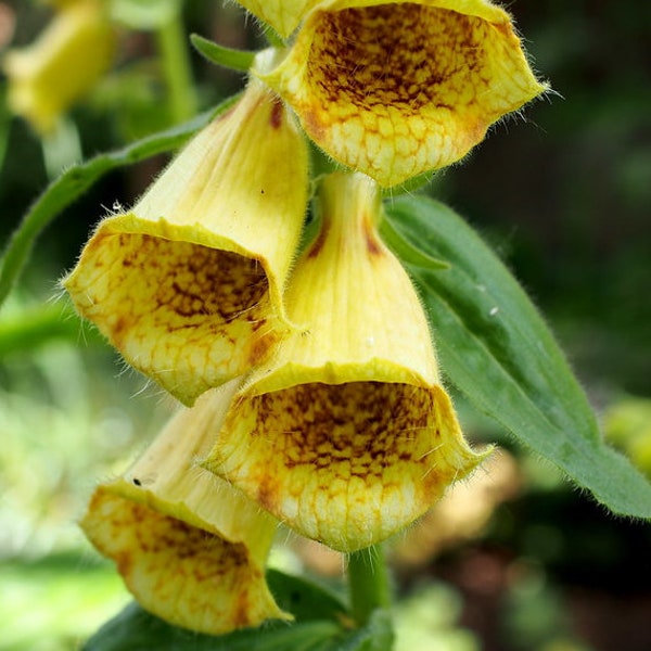 Digitalis Ambigua - Large Yellow Foxglove seed        75 cents shipping for entire order