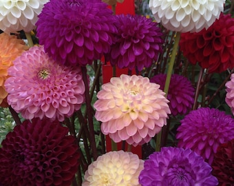 Dahlia Variablis - Pompon seed