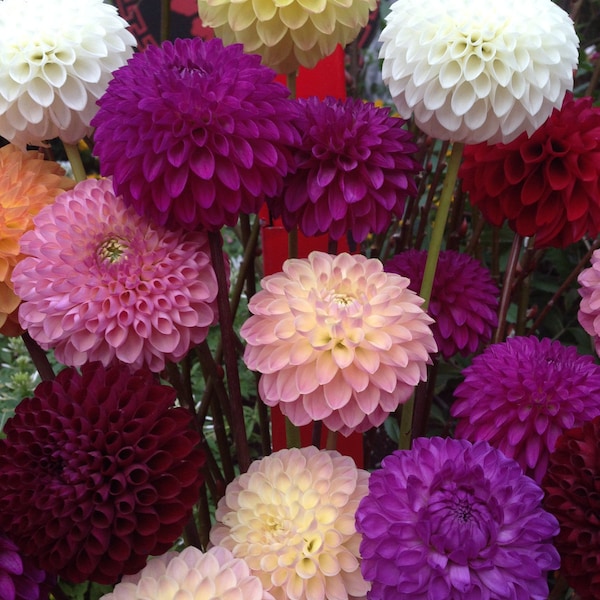 Dahlia Variablis - Pompon seed