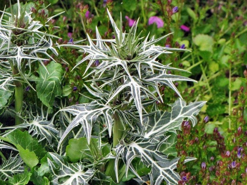 Eryngium Variifolium Miss Marble Seed Etsy Singapore