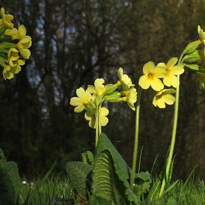 Primula Elatior Semilla verdadera de Oxlip imagen 3