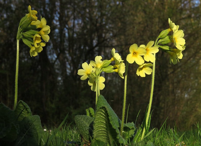 Primula Elatior Semilla verdadera de Oxlip imagen 3