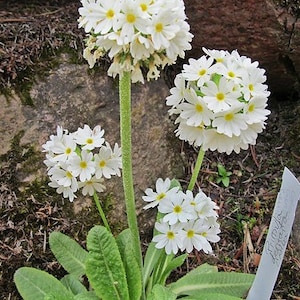 Primula Denticulata var. alba Weiße Auslese Snowball seed image 1
