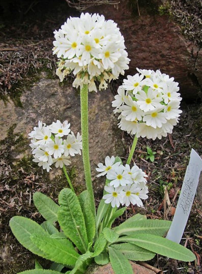 Primula Denticulata var. alba Weiße Auslese Snowball seed image 1