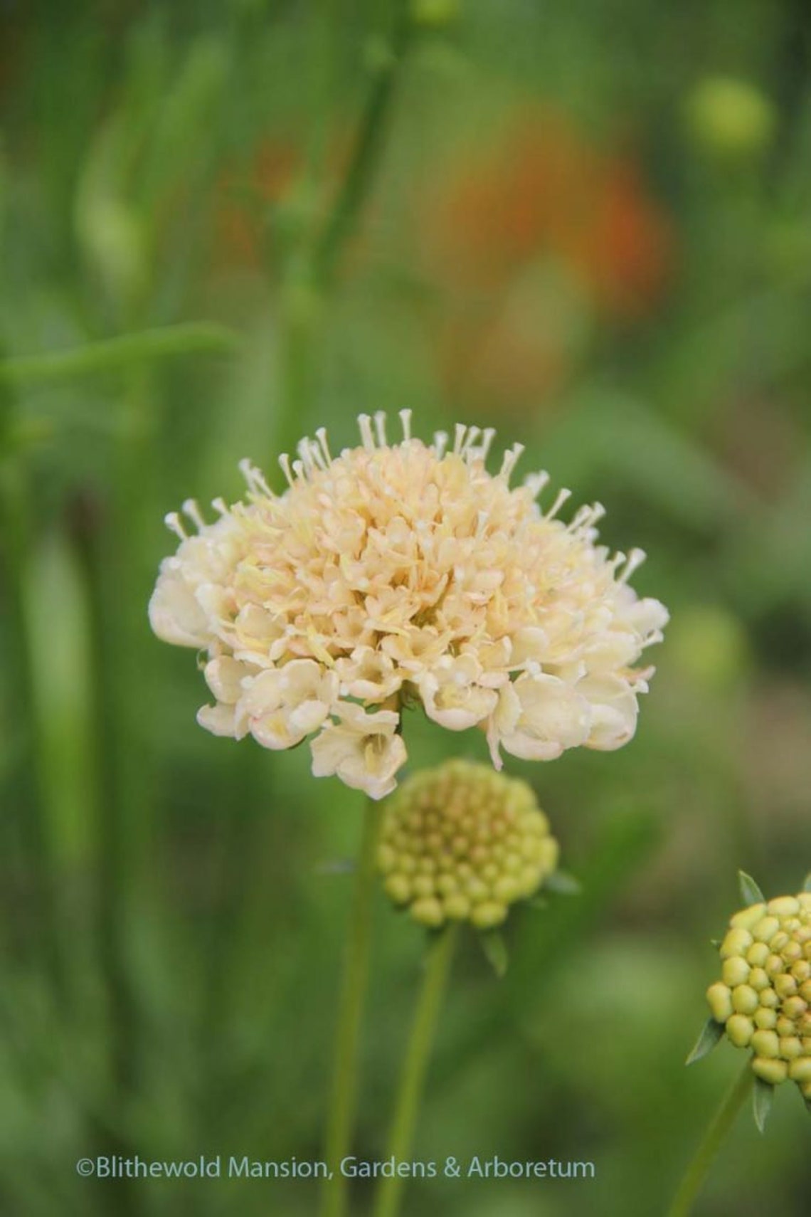 Artistic Fata Morgana Scabiosa Scene Digital Art Artistic Fata Morgana Scabiosa Scene Digital Art