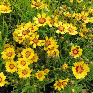 Coreopsis grandiflora – Heliot seed