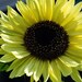see more listings in the E  F  G  H  Flower Seed  section