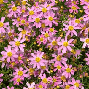 Coreopsis rosea – Pink Tickseed seed