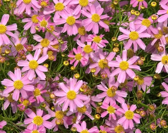 Coreopsis rosea – Pink Tickseed seed