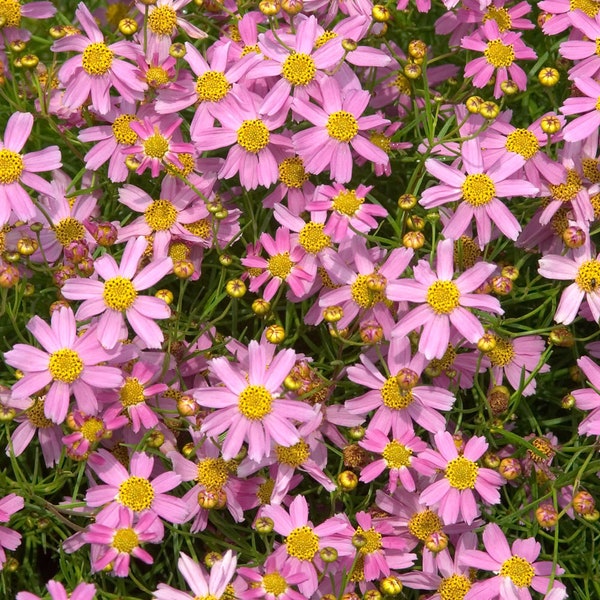 Coreopsis - Etsy