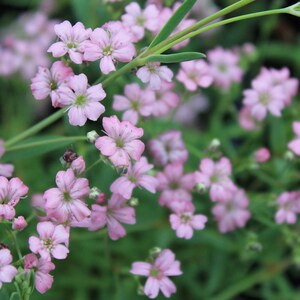 Gypsophila - Filou Rose seed