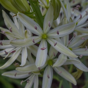 Camassia Leichtinii Alba Leichtins Camass Seed image 3