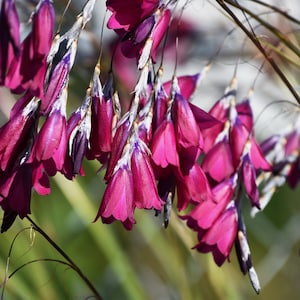 Angel's Fishing Rod [Dierama Erectum] - Autumn Sparkler - 10+ seeds  (Approx)