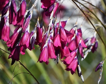 Dierama - Blackbird seed