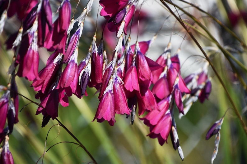 Dierama Blackbird seed image 1