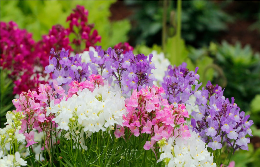 Linaria Maroccana – Color Mix Seed - Etsy