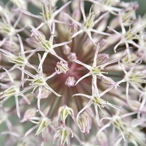 Allium Karataviense seed image 4