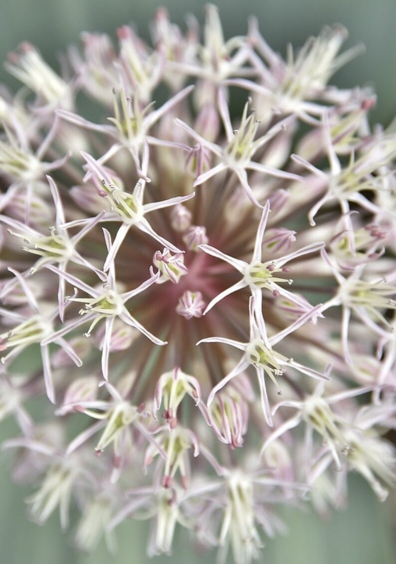 Allium Karataviense seed image 4