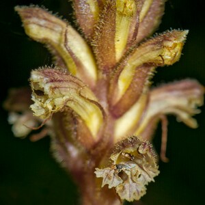 Orobanche Hederae Ivy Broomrape image 2