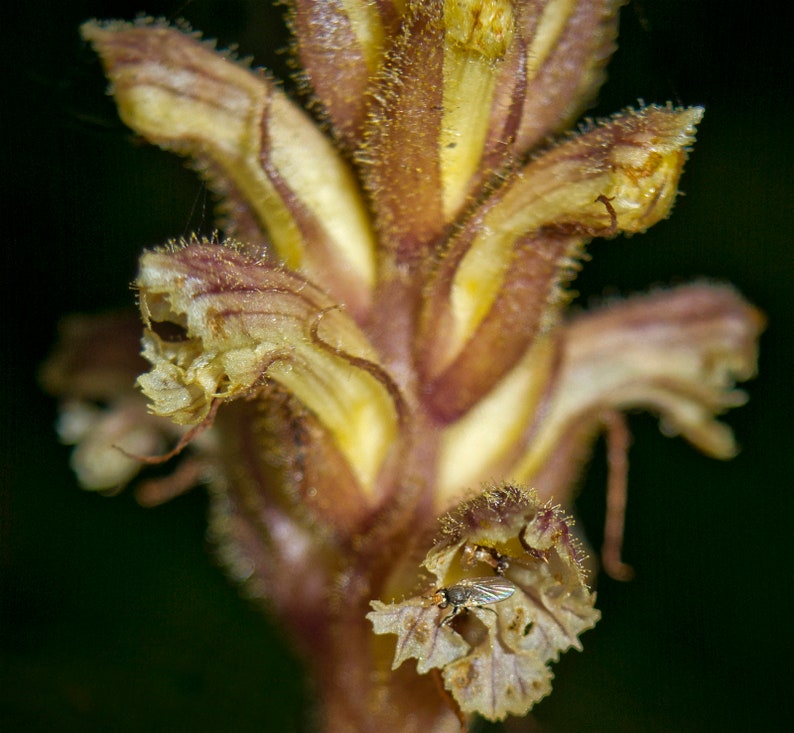 Orobanche Hederae Ivy Broomrape image 2