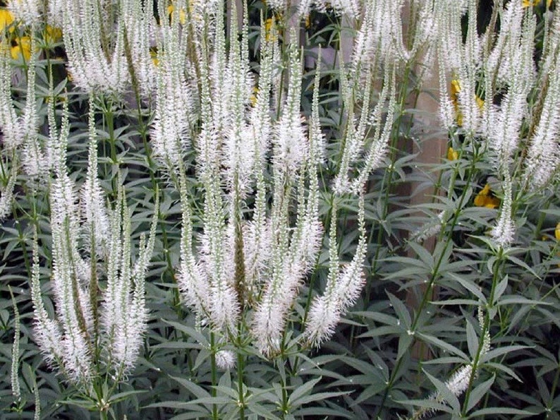 Veronicastrum Virginicum f. Albiflorum seed image 2