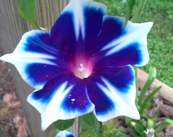 Ipomoea Nil - Kikyo Snowflake Japanese Morning Glory seed