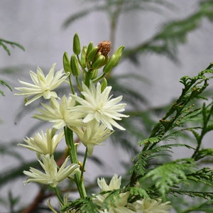 Camassia Leichtinii Alba Leichtins Camass Seed image 5