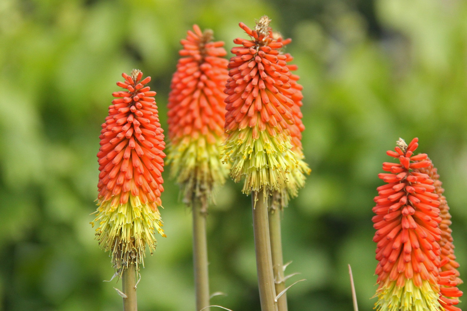 Serene Red Hot Poker Seeds Abstract in HD Serene Red Hot Poker Seeds Abstract in HD