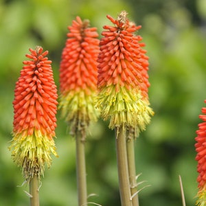 Kniphofia Uvaria - Red Hot Poker seed