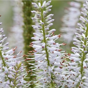 Veronicastrum Virginicum f. Albiflorum seed image 4