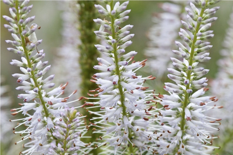 Veronicastrum Virginicum f. Albiflorum seed image 4