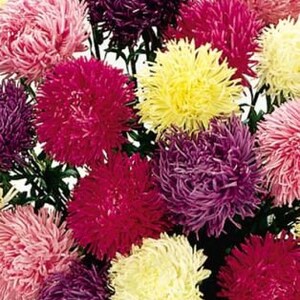 Aster - Callistephus Chinensis - Seastar Mix seed