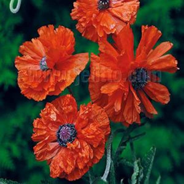 Poppy - Papaver Oriental - May Queen seed