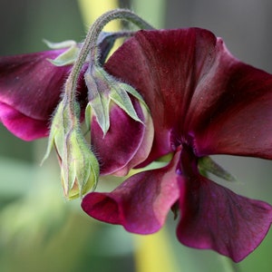 Lathyrus Odoratus Royal Maroon seed image 1