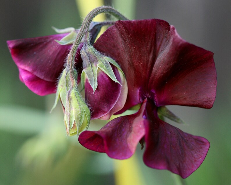 Lathyrus Odoratus Royal Maroon seed image 1