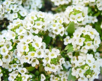 Alyssum - Lobularia Maritima - Tall White seed