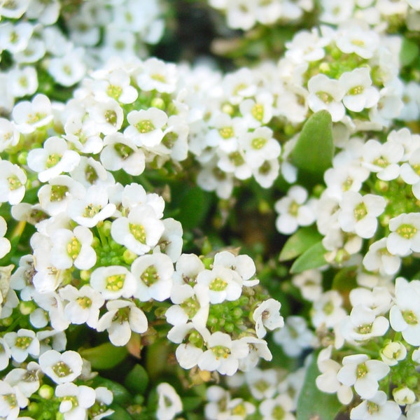 Alyssum - Lobularia Maritima - Tall White seed