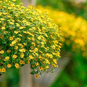 Zinnia - Sanvitalia Procumbens - Creeping Zinnia mix seed