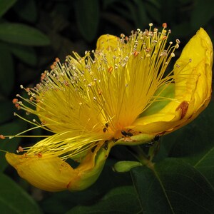 Semilla de Hypericum Calycinum 'Rosa de Sharon' imagen 5