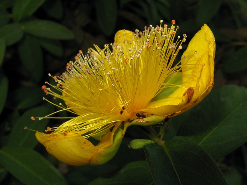 Semilla de Hypericum Calycinum 'Rosa de Sharon' imagen 5