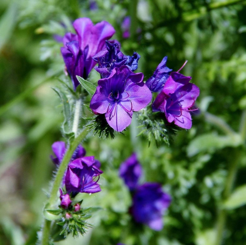 Echium Plantagineum Purple Viper's-Bugloss seed image 2