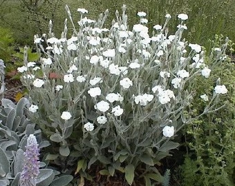 Lychnis Coronaria Alba – White Rose Campion seed