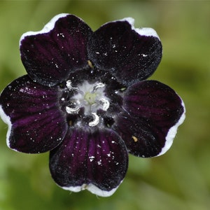 Nemophila Discoidalis Pennie Black seed image 3