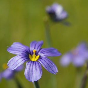 Sisyrinchium Idahoense var. Macounii seed image 2