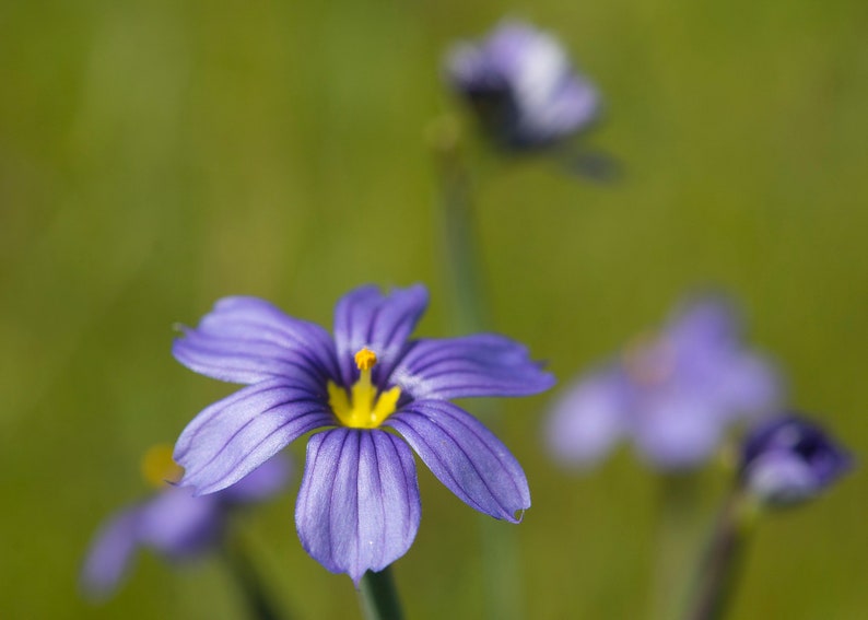 Sisyrinchium Idahoense var. Macounii seed image 2