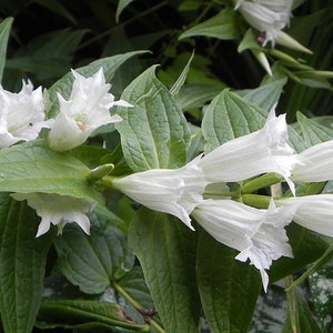 Gentiana Asclepiadea Alba seed image 1