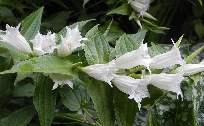 Gentiana Asclepiadea Alba seed image 1