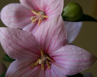 Platycodon Grandiflorus - Balloon Flower Rose seed