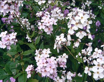 Hesperis Matronalis Mix - Dame's Rocket seed